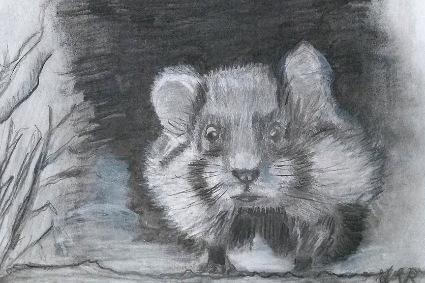 Hamster_Malkurs_Zeichenkurs_online_christiane_mader_kostenlos