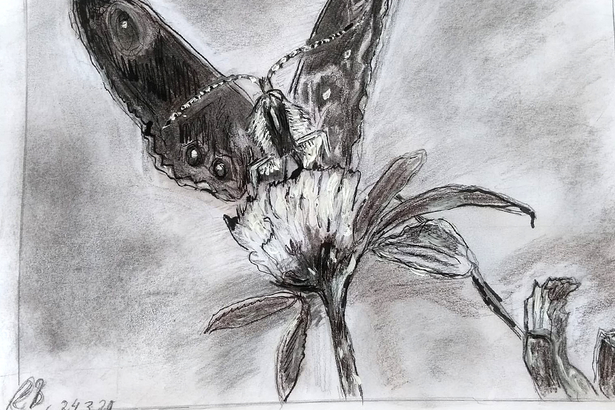 Schmetterling_Malkurs_Zeichenkurs_online_christiane_mader_kostenlos